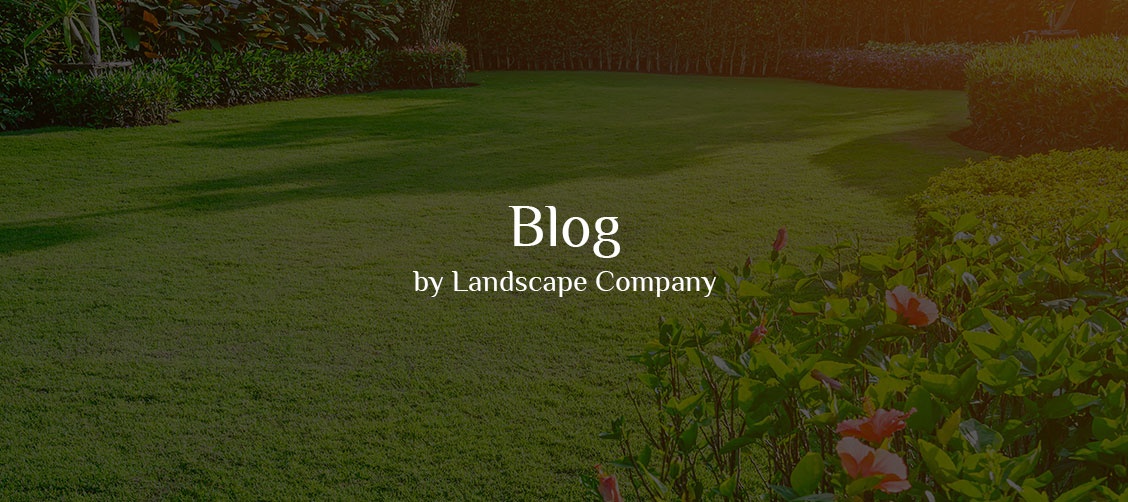 Blog by Moreno Landscape LLC 