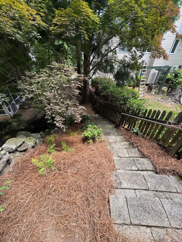 Paver walkway edged with pine straw beneath a Japanese maple